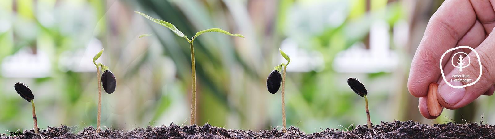 Jardinagem/Horticultura